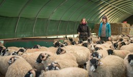 Cheshire:  Lamb - from field to fork